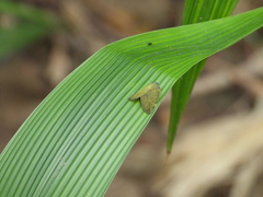 Ricania sublimata