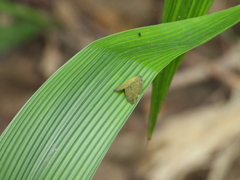 Ricania sublimata