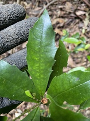 Polyosma cunninghamii