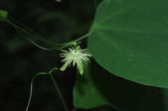 Passiflora filipes