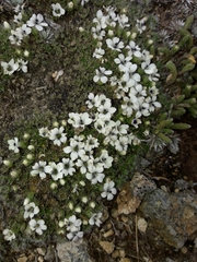 Veronica pulvinaris