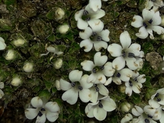 Veronica pulvinaris