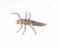 Cleobora mellyi