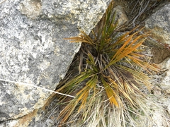 Aciphylla montana