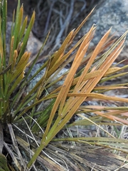 Aciphylla montana