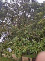 Magnolia grandiflora