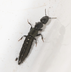 Thyreocephalus