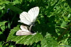 Pieris bryoniae
