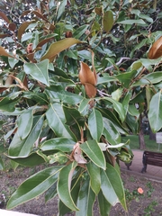 Magnolia grandiflora
