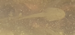 Ranoidea caerulea