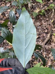 Neolitsea dealbata