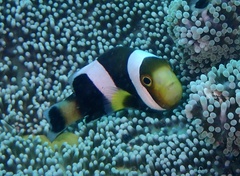 Amphiprion polymnus