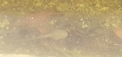 Ranoidea caerulea