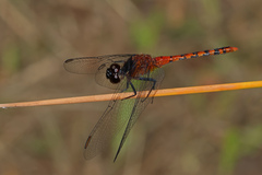 Diplacodes melanopsis