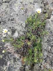 Celmisia angustifolia