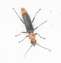 Chauliognathus lugubris