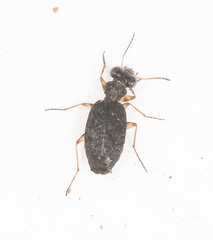 Scopodes sigillatus