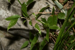 Mahathala ameria