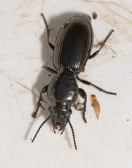 Promecoderus