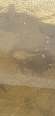 Ranoidea caerulea