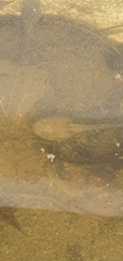 Ranoidea caerulea