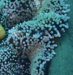 Stichodactyla haddoni