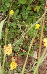 Helichrysum cymosum