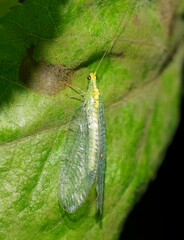 Apertochrysa edwardsi
