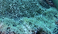 Stichodactyla haddoni