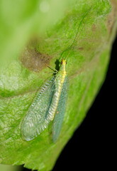 Apertochrysa edwardsi