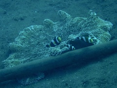 Stichodactyla haddoni