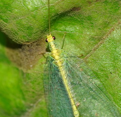 Apertochrysa edwardsi
