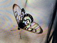 Acraea andromacha