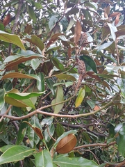 Magnolia grandiflora