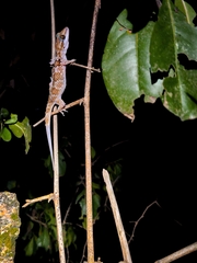 Hemidactylus triedrus