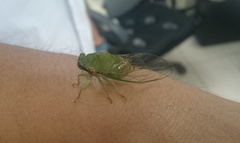 Chremistica ochracea