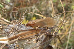 Anabolia furcata