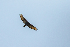 Stephanoaetus coronatus