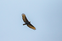 Stephanoaetus coronatus