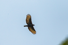 Stephanoaetus coronatus