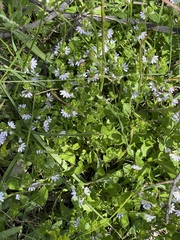Scaevola albida