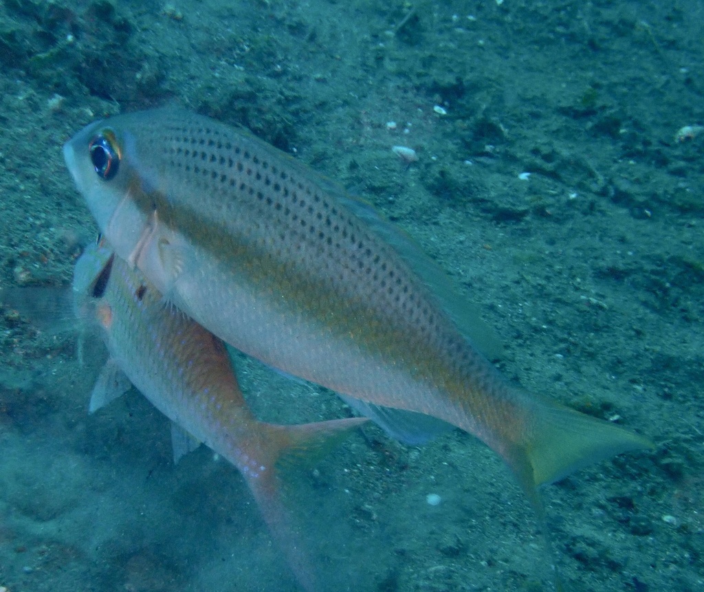 Bridled Monocle Bream