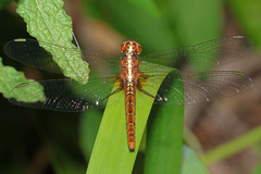 Rhodothemis lieftincki