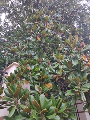 Magnolia grandiflora