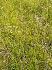 Microlaena stipoides
