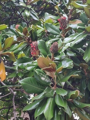 Magnolia grandiflora