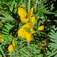 Senna artemisioides