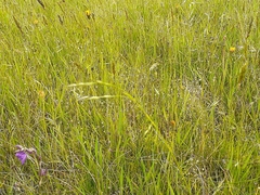 Microlaena stipoides