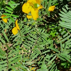 Senna artemisioides