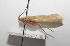 Grammotaulius nitidus